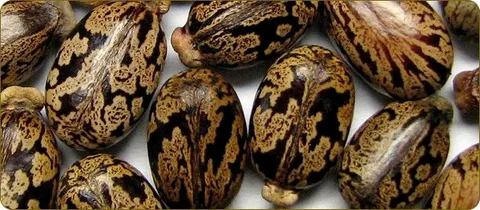 Semi di ricino con superficie scura e marrone, fonte di acidi grassi per la salute nervosa